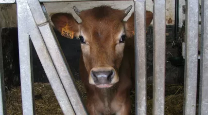 Calf