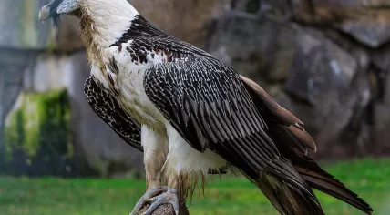 Bearded Vulture