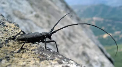 Longhorn Beetle 