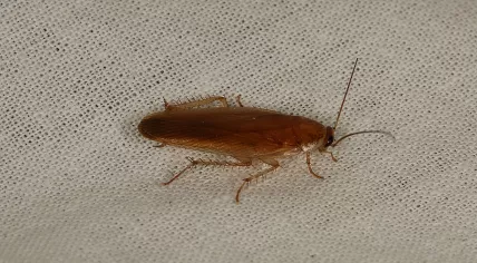 Cockroach