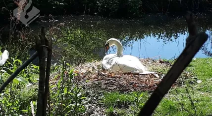Swan in Zuiderpark, The Hague