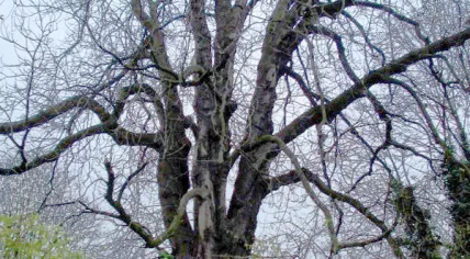 A horse-chestnut tree in the city center of Amsterdam that was featured in Anne Frank's diary
