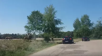 Family runs from cheetahs after getting out of their car in Beekse Bergen