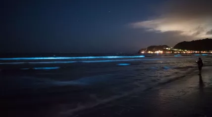 Sea sparkle