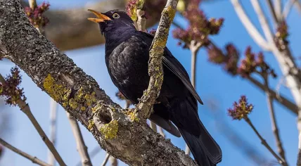 Blackbird
