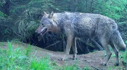 Wolf spotted repeatedly in Drenthe, 4 May 2018