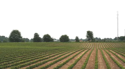 Buxus field in the Netherlands