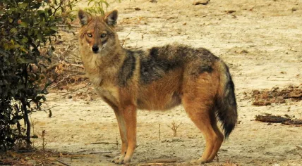 Golden Jackal 