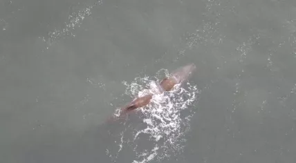 Sperm whale spotted in the North Sea off the coast of Den Helder, 25 June 2018