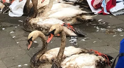Hundreds of swans covered in oil after a spill in the Derde Petroleum port in Rotterdam, 24 June 2018