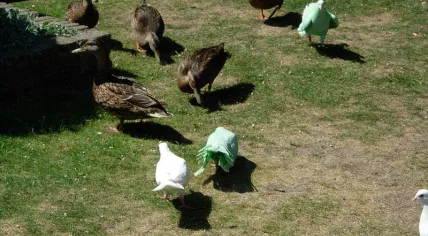 Green pigeons at Efteling