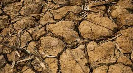 Cracked, dry ground