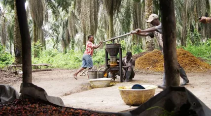 Palm oil harvesting in Liberia 