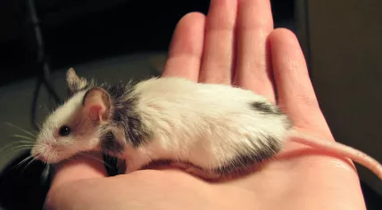 Mouse