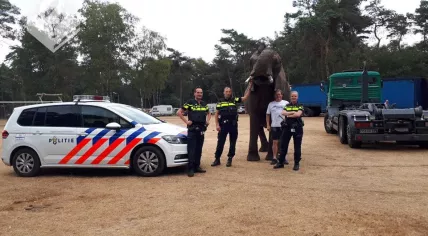 Police officers with a circus elephant that wandered into a garden in Ommen, 8 August 2018
