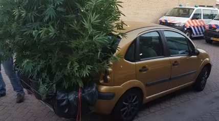 Cannabis plants on a bike rack in Steenwijk, 21 August 2018