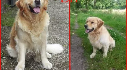 Golden retriever Biko, missing from Geesteren