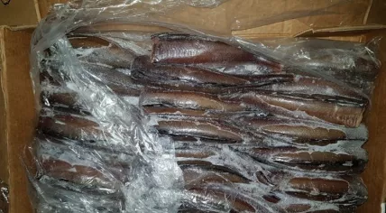 Rotterdam police find 1,125 kilos of cocaine hidden in a shipment of frozen fish from Ecuador, 6 July 2018