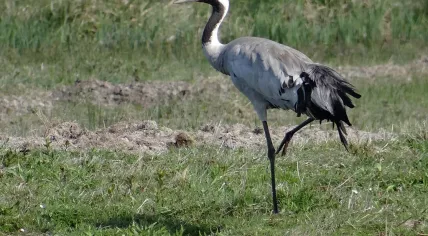 Crane