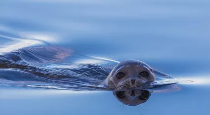 A seal in the water