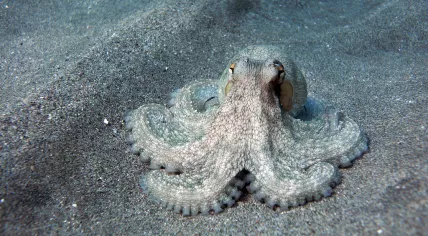 Octopus
