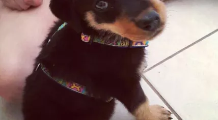 Rottweiler puppy