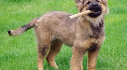 German Shepherd puppy