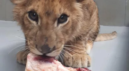 Lion cub Remy, 9 Oct 2018