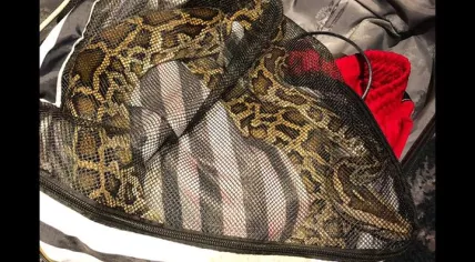 Snake found in woman's bag at a casino in Amsterdam, Oct 2018