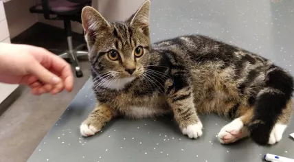 Adventurous kitten hitches a ride with a courier, 24 Oct 2018
