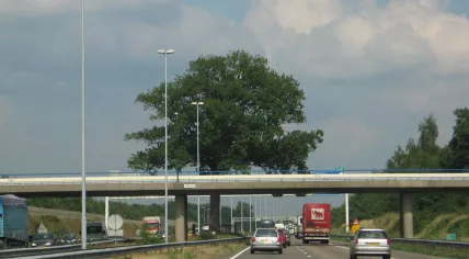 Oak tree in the middle of the A58 highway at Ulvenhout
