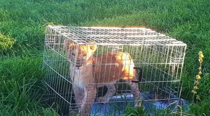 Lion cub found dumped in a meadow in Tienhoven, 7 Oct 2018