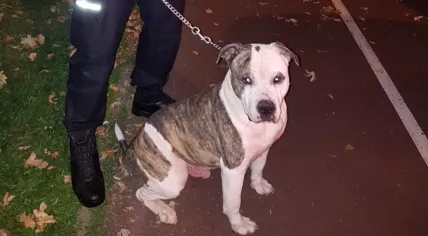 Zion, found abandoned at an animal shelter in Rotterdam, 8 Oct 2018