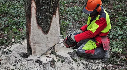 Tree felling