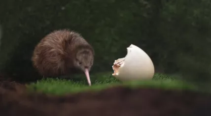 First kiwi ever hatched in Netherlands, at Avifauna in Alphen aan den Rijn, Oct 2018