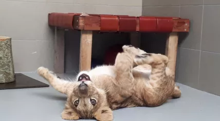 Lion cub Remy, 13 Oct 2018