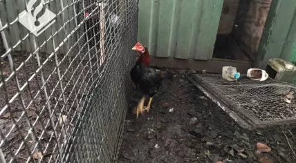 Cockfighting training center found in Bodegraven, 11 December 2018