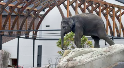 Elephant at Artis zoo in Amsterdam