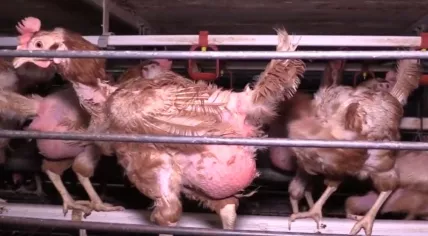 Bald chickens at a Dutch poultry farm