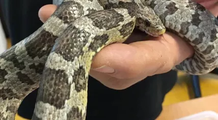Rat snake found on the dance floor at a party at Westergasfabriek in Amsterdam, 10 Feb 2019