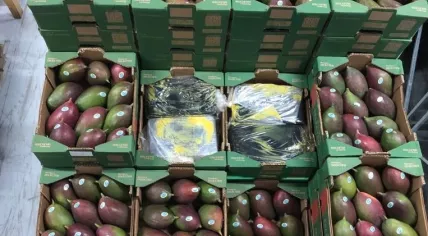 1,500 kilos of cocaine found hidden in a mangoes shipment at the port of Rotterdam, 13 Feb 2019
