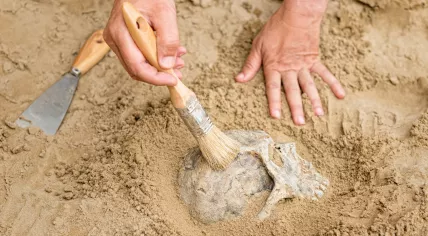 Archaeology 