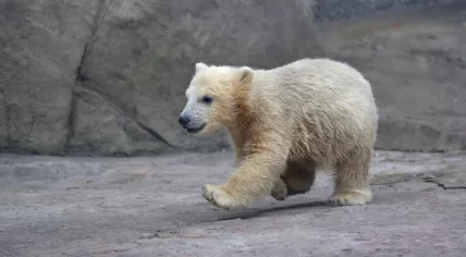 Polar bear cub