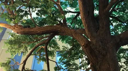 Decorative tree falls on visitors at Alrijne Hospital in Leiderdorp, 31 Jan 2019