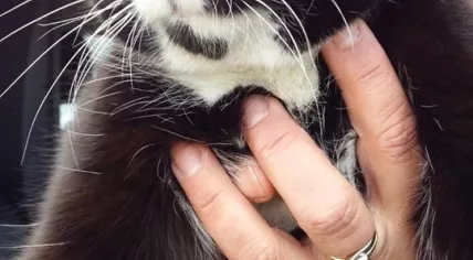 Cat stowaway took a ride from Austria to Netherlands by truck, 4 March 2019