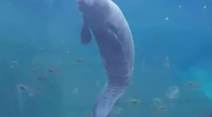 Baby manatee born at Burgers' Zoo in Arnhem, March 2019