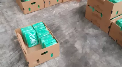 1,500 kilos of cocaine found hidden in a banana shipment at the port of Antwerp, 15 March 2019