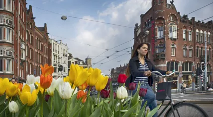 Tulips in Amsterdam