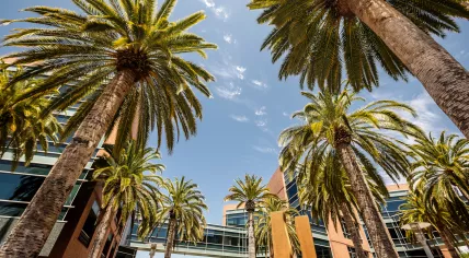 Palm trees in Silicon Valley