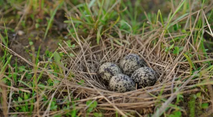 Peewit eggs